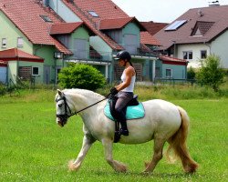 dressage horse Silver Cloud (unknown, 2008)