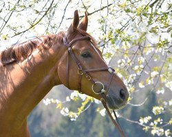 dressage horse Fabulus 11 (Rhinelander, 2007, from First Final)