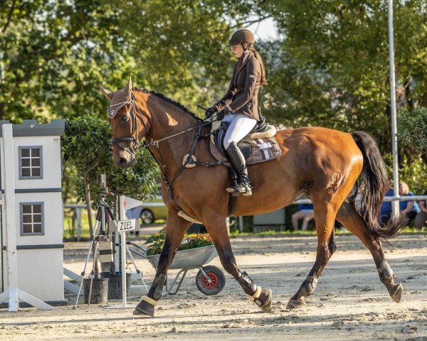 Springpferd Caietano 2 (Hessisches Warmblut, 2002, von Conterno Grande)