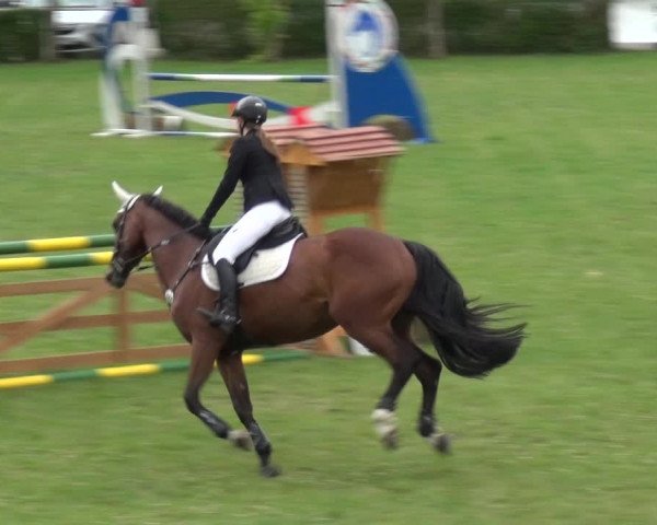 Reitturnier Allrode 2017