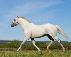 stallion Slickly xx (Thoroughbred, 1996, from Linamix xx)