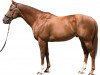 stallion Night Of Thunder xx (Thoroughbred, 2011, from Dubawi xx)