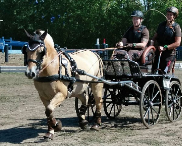 broodmare Jade (Fjord Horse, 2010, from Kristofferson)