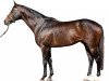 stallion Masterstroke xx (Thoroughbred, 2009, from Monsun xx)