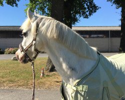 horse Clinton 73 (Welsh-Pony (Section B), 2002, from Moorkieker Gawain)