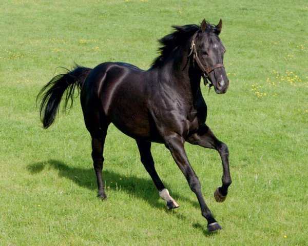 stallion Manduro xx (Thoroughbred, 2002, from Monsun xx)