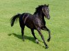 stallion Manduro xx (Thoroughbred, 2002, from Monsun xx)