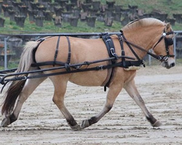 broodmare Helvi (Fjord Horse, 2011, from Mastrup Romeo)