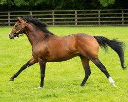 stallion Fast Company xx (Thoroughbred, 2005, from Danehill Dancer xx)