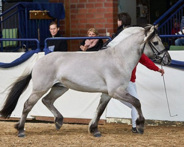 stallion Iasko (Fjord Horse, 2016, from Ilmar)