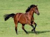 stallion Dubawi xx (Thoroughbred, 2002, from Dubai Millennium xx)