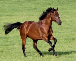 Deckhengst Dubawi xx (Englisches Vollblut, 2002, von Dubai Millennium xx)