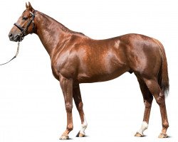 stallion Buratino xx (Thoroughbred, 2013, from Exceed And Excel xx)