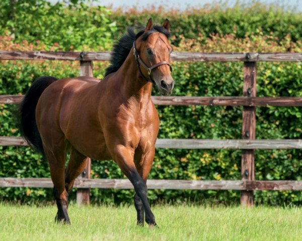 stallion Territories xx (Thoroughbred, 2012, from Invincible Spirit xx)