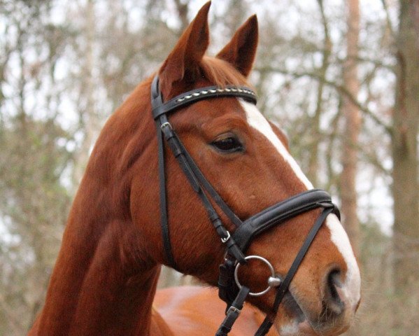 dressage horse William Wallace (Hanoverian, 2012, from Weltmeyer)