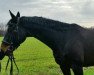 horse Hakim Cadiz M (Trakehner, 2010, from Insterburg TSF)