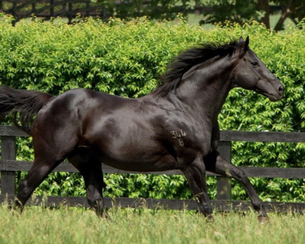 stallion Lonhro xx (Thoroughbred, 1998, from Octagonal xx)