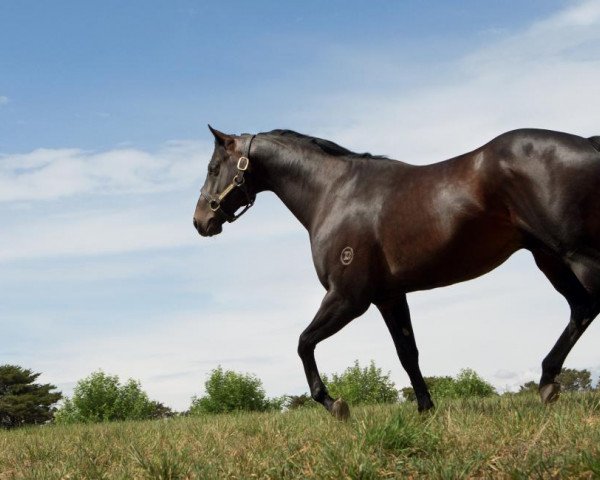 stallion Kuroshio xx (Thoroughbred, 2010, from Exceed And Excel xx)