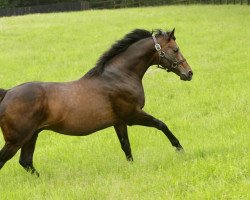 stallion Iffraaj xx (Thoroughbred, 2001, from Zafonic xx)