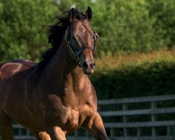 stallion Hallowed Crown xx (Thoroughbred, 2011, from Street Sense xx)