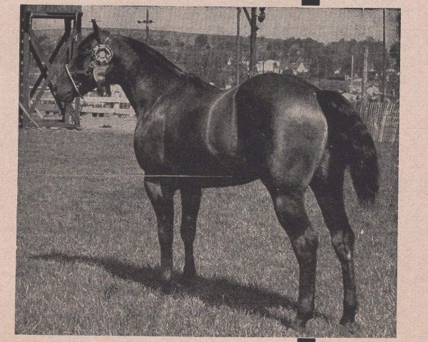 stallion Pretty Pokey (Quarter Horse, 1948, from Poco Bueno)