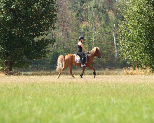 Pferd Litla Lukka vom Eichenhof (Islandpferd, 1997, von Kopar fra Gularasi)