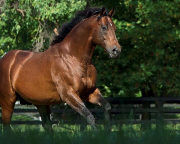 stallion Exceed And Excel xx (Thoroughbred, 2000, from Danehill xx)