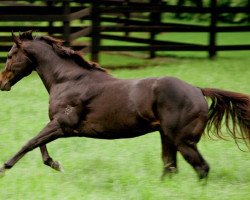 stallion Denman xx (Thoroughbred, 2006, from Lonhro xx)