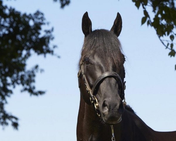 stallion Complacent xx (Thoroughbred, 2010, from Authorized xx)