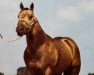 Deckhengst Dun Commander (Quarter Horse, 1968, von Commander King)