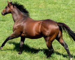 stallion Albrecht xx (Thoroughbred, 2009, from Redoute's Choice xx)