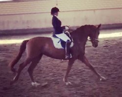 dressage horse Fleur de la Cour B (Westphalian, 2011, from Fleury)