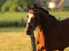 dressage horse Reduster Ricco (Dutch Pony, 2013, from Leuns Veld's Xantos)