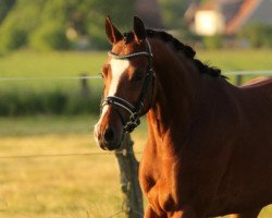 Springpferd Reduster Ricco (Niederländisches Pony, 2013, von Leuns Veld's Xantos)