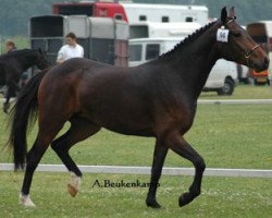 Zuchtstute Subliem's Dancer (New-Forest-Pony, 2002, von Major)