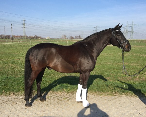 dressage horse Sir Lewis (Oldenburg, 2006, from Stedinger)
