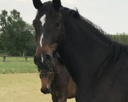 broodmare Charlett M (Hanoverian, 2015, from Cador 5)