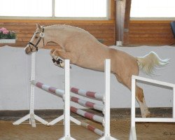 dressage horse Georgie M (German Riding Pony, 2008, from Go for Gold)