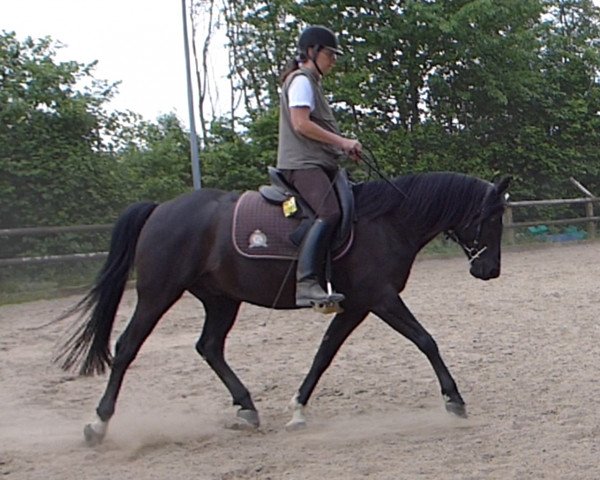 Pferd Hamiro ShA (Shagya-Araber, 2010, von Lenkoran 2001 ShA)