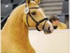 Deckhengst Georgie M II (Deutsches Reitpony, 2009, von Go for Gold)