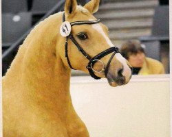 stallion Georgie M II (German Riding Pony, 2009, from Go for Gold)