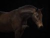 stallion Movie Maker (German Riding Pony, 2016, from Movie Star)