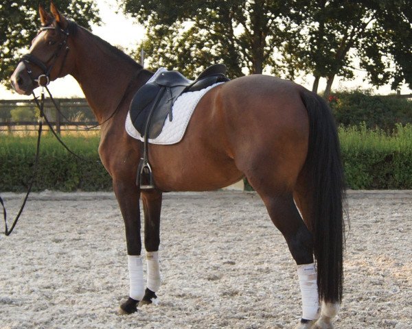 dressage horse Francis (Oldenburg, 2014, from Franziskus FRH)