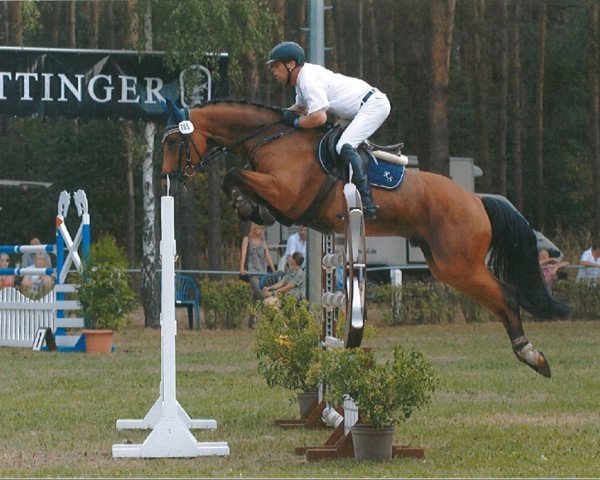 jumper Schoko M (Hanoverian, 2006, from Stalypso)
