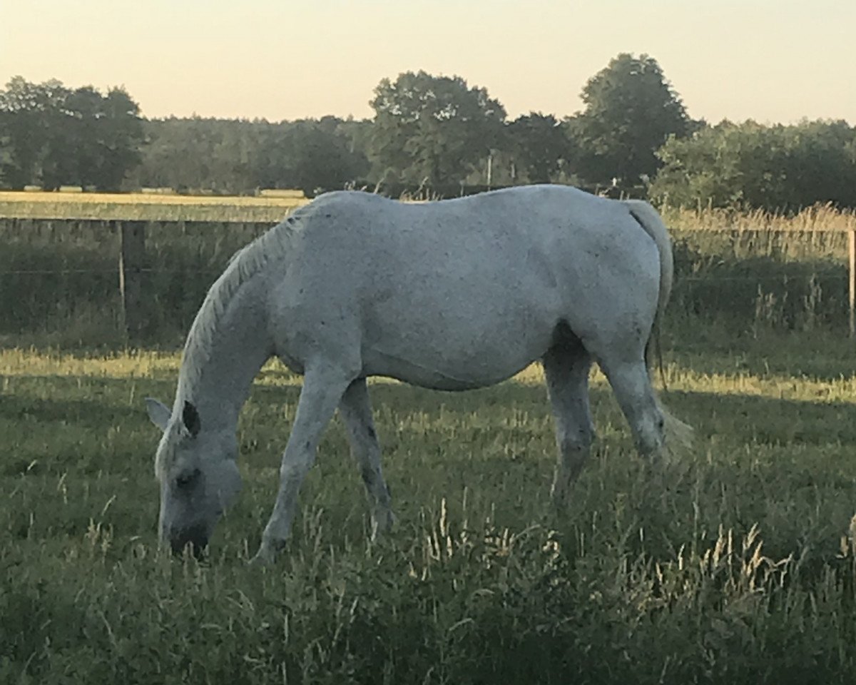 broodmare Charleen M (Hanoverian, 1998, from Calido I)