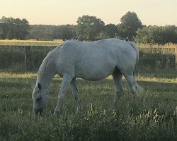 broodmare Charleen M (Hanoverian, 1998, from Calido I)