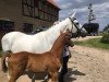 broodmare Ninotschka (Trakehner, 1998, from Sanssouci)