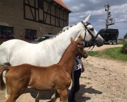 broodmare Ninotschka (Trakehner, 1998, from Sanssouci)