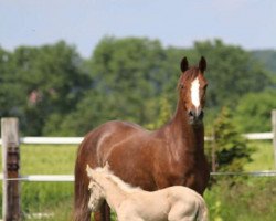 Zuchtstute Steverheides Die Feine (Deutsches Reitpony, 2006, von Dein Freund)