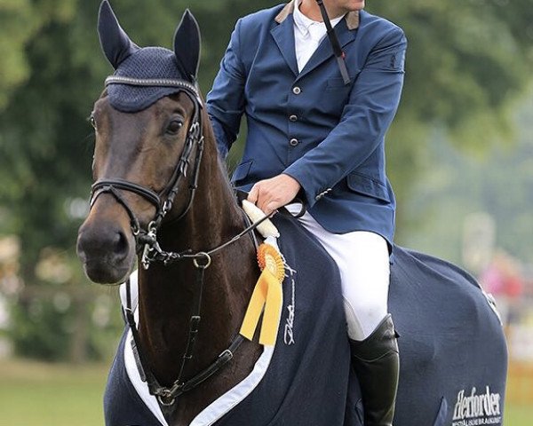 jumper Mc Fly 15 (Royal Warmblood Studbook of the Netherlands (KWPN), 2011, from Michael)